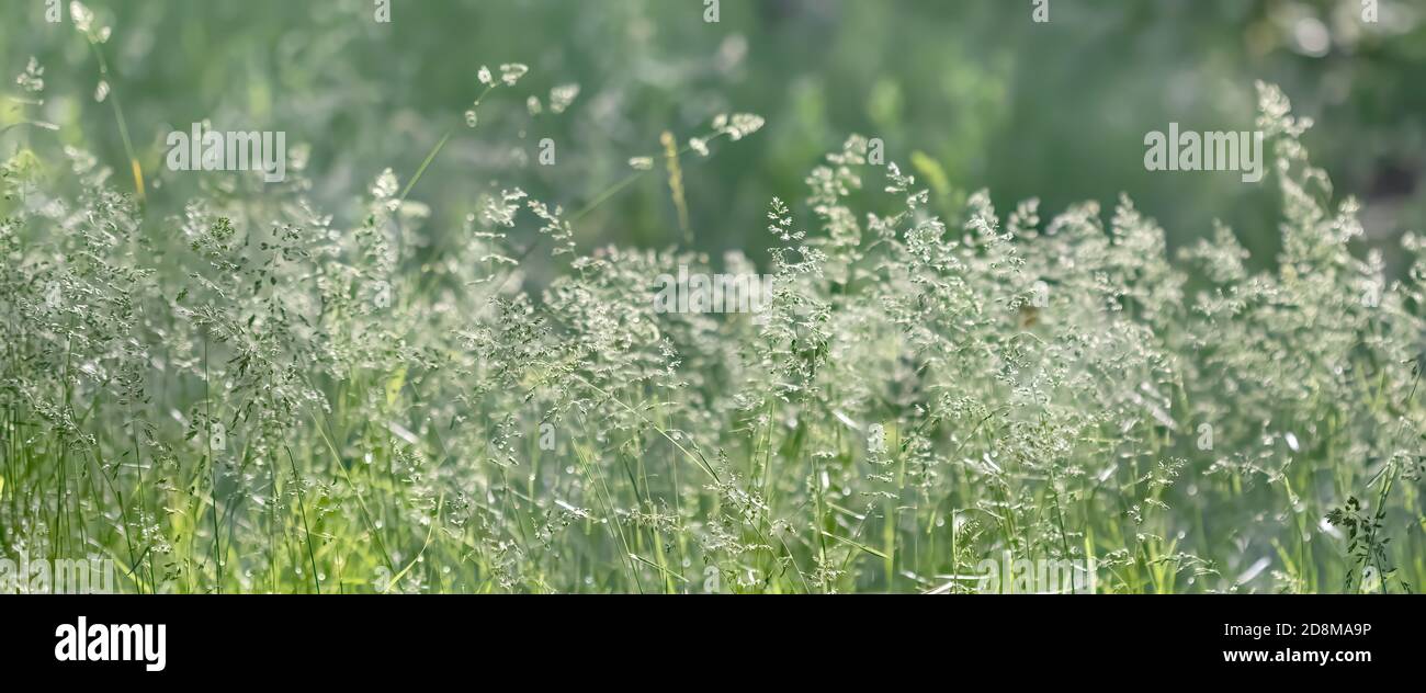 Natural background concept. Nature bokeh background with lights and ...
