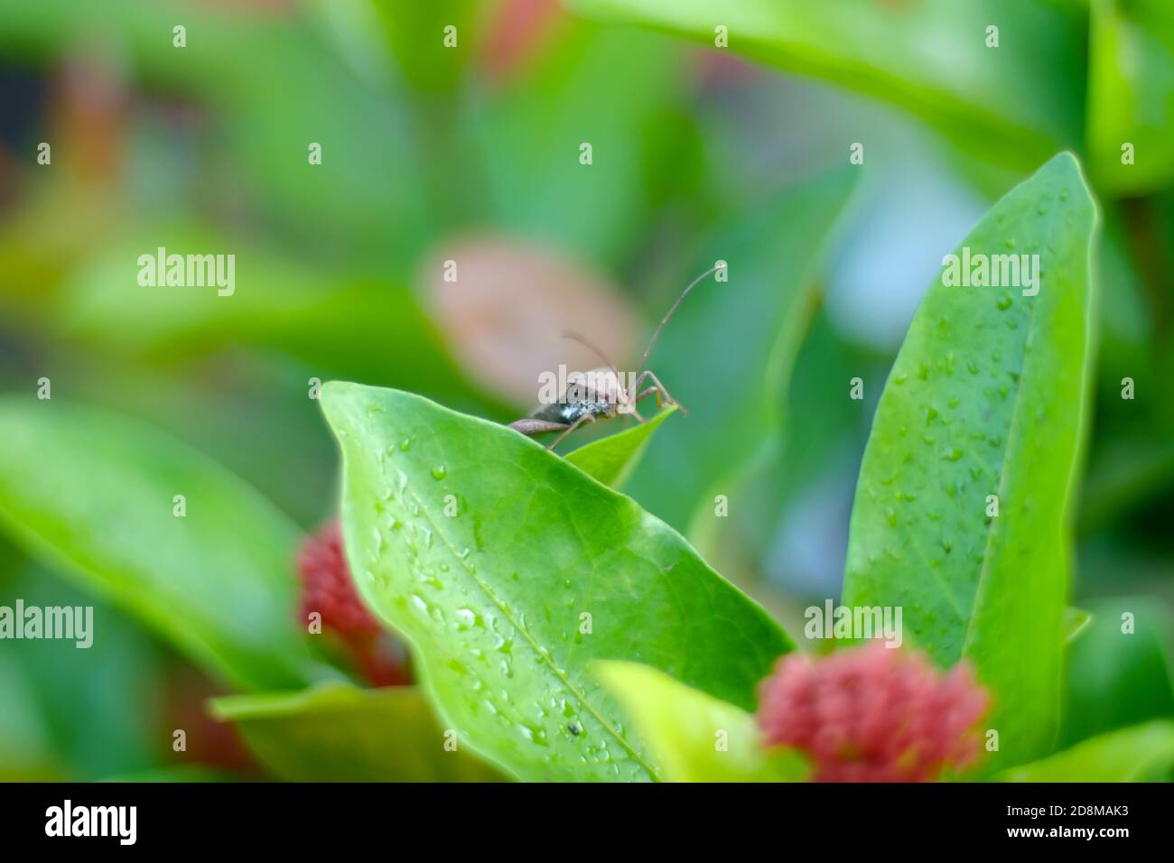 a brown stink bug (stinky bug) green on the leave Stock Photo