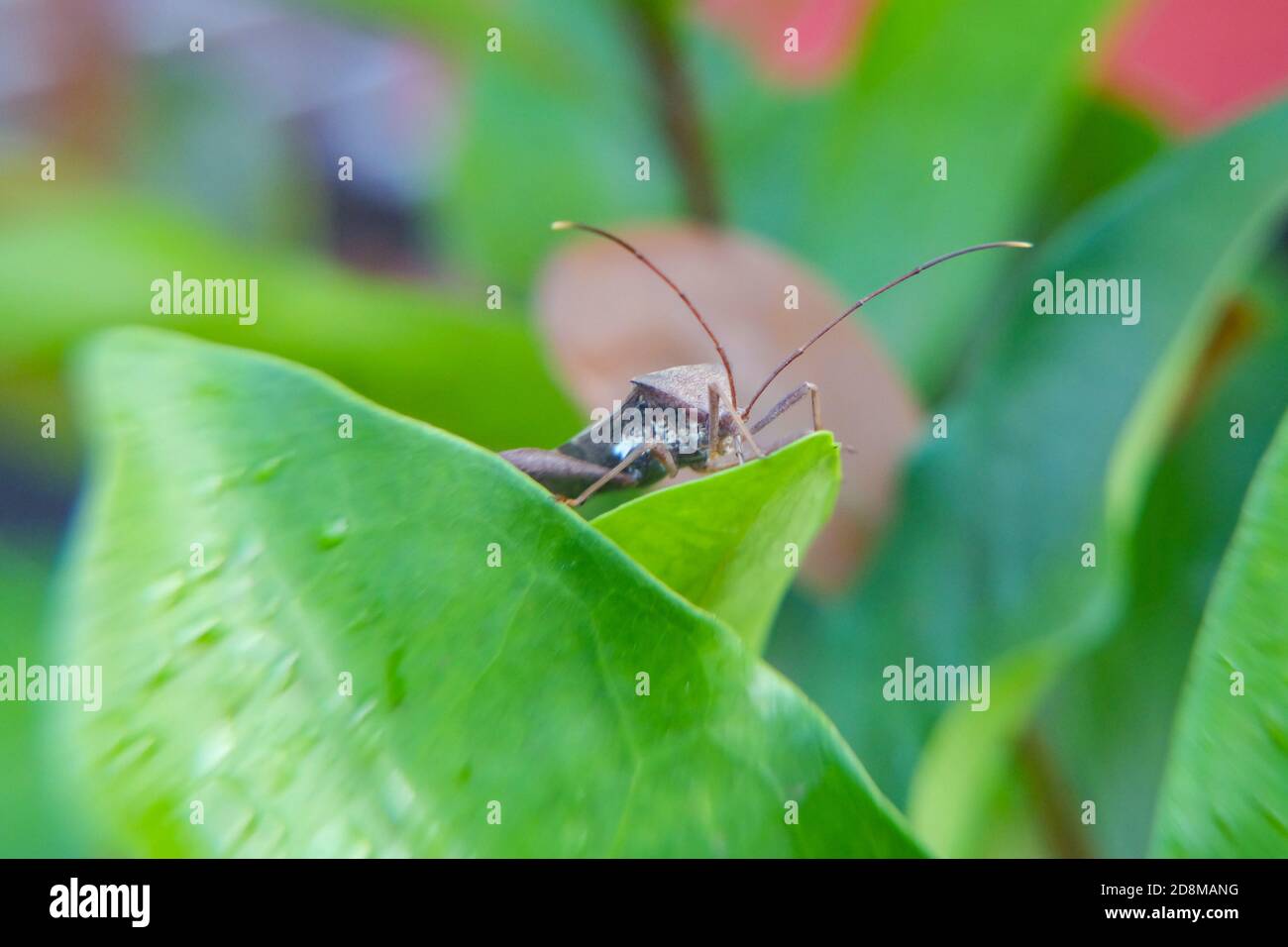 a brown stink bug (stinky bug) green on the leave Stock Photo