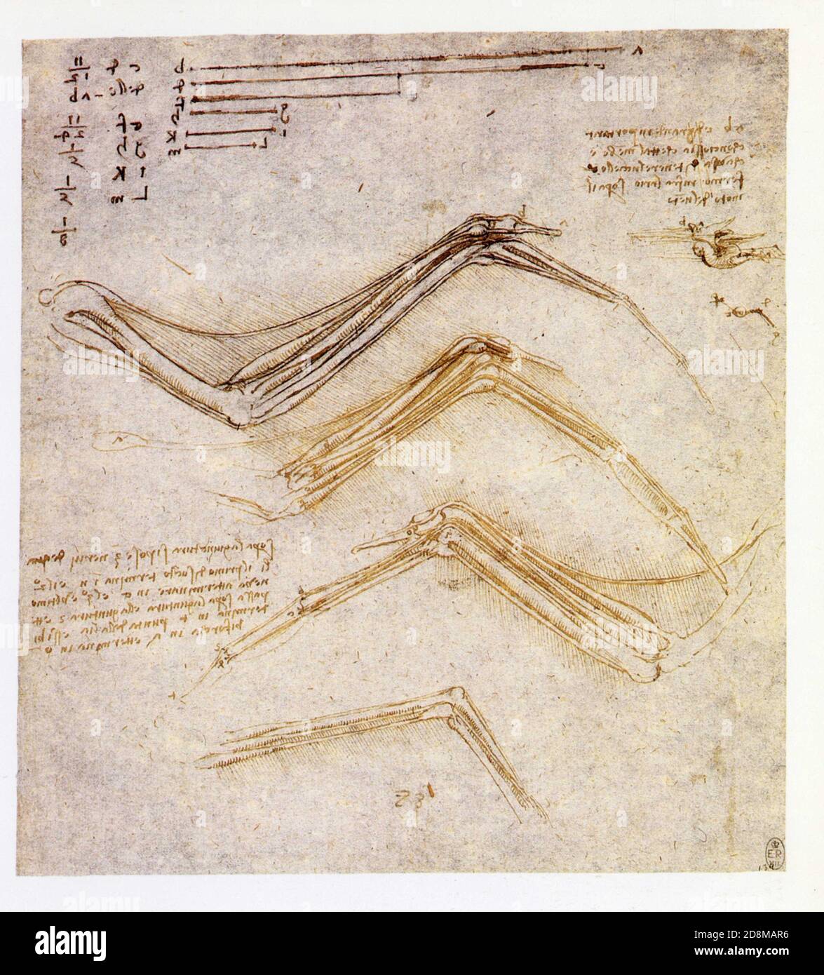 Leonardo da Vinci. Studies of the anatomy of a bird's wing and bird flight. 1510-1514. Pen and ink over black chalk Stock Photo