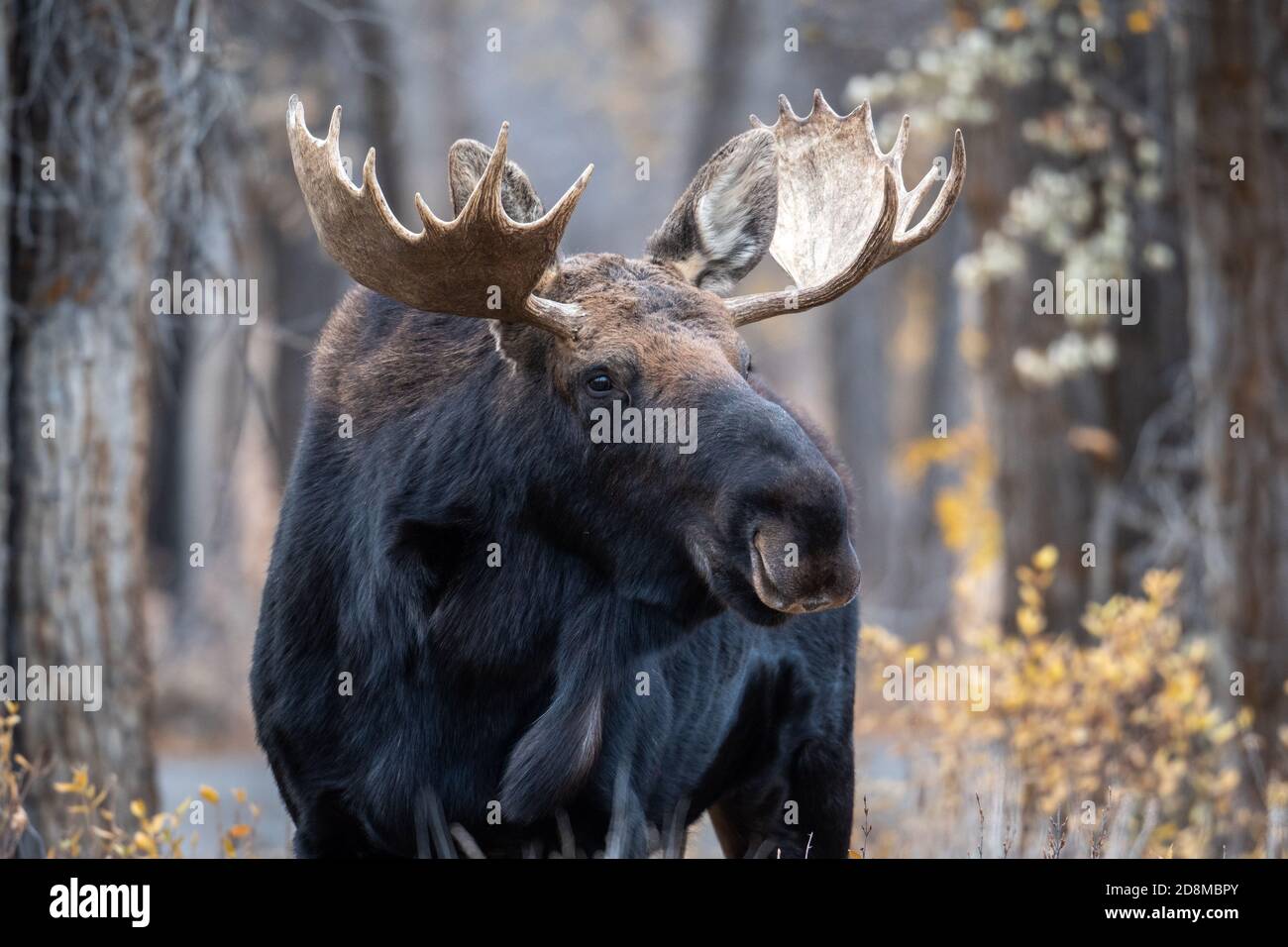 Large bull elk in the woods in Grand Teton National Park Stock Photo