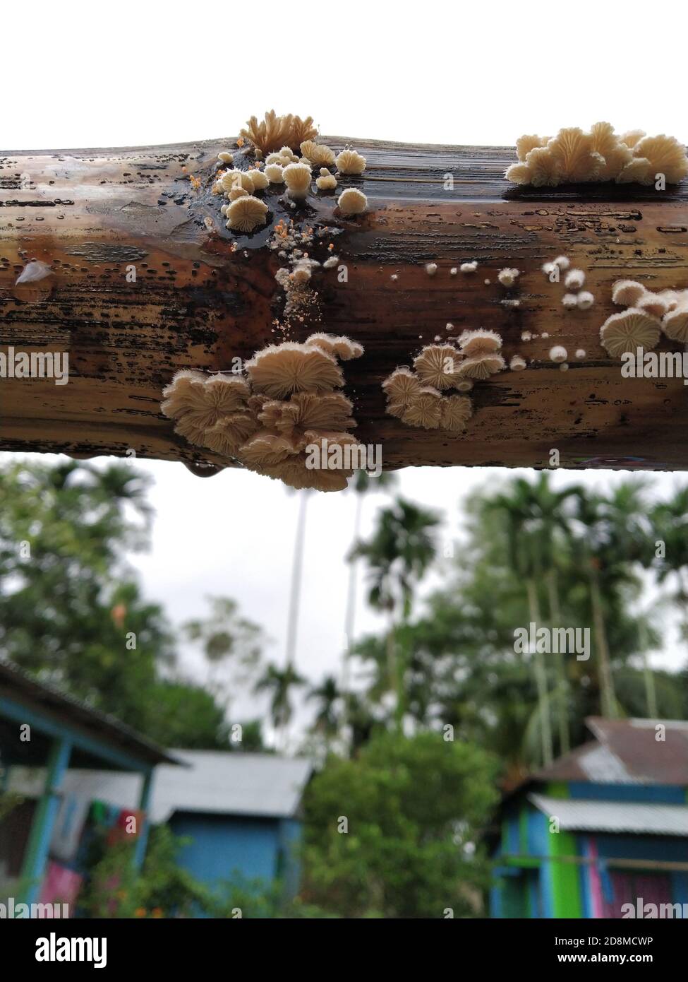 White fungus in a dry bamboo Stock Photo Alamy