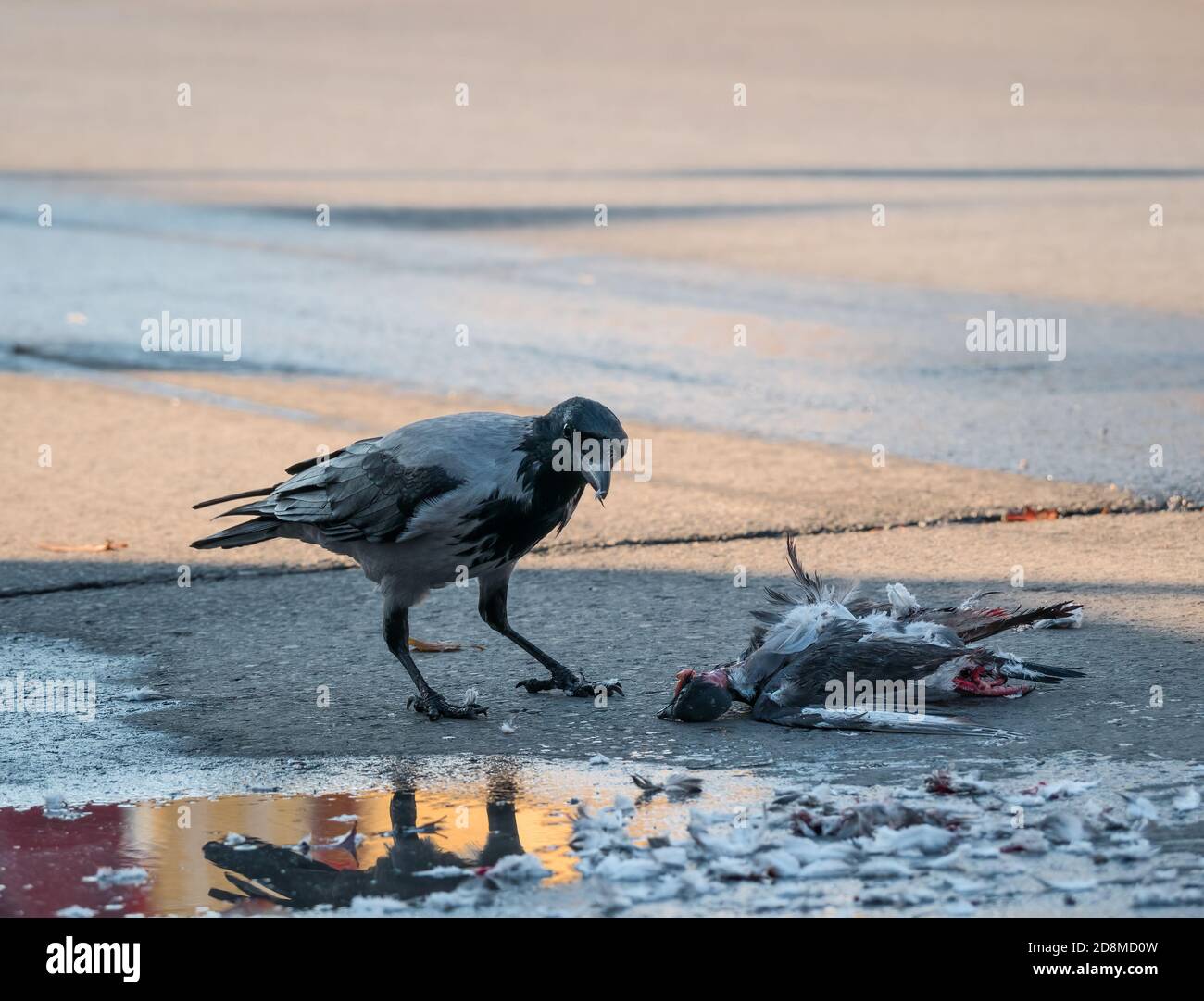 A hooded crow (Corvus Cornix) standing beside the corpse of a pigeon Stock Photo