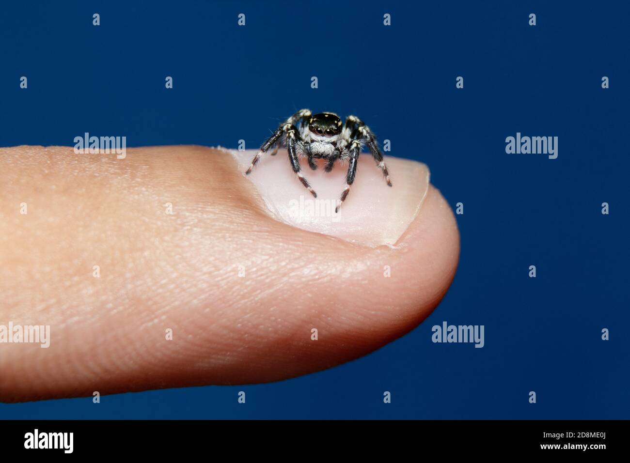 black & white jumping spider in finger Stock Photo - Alamy