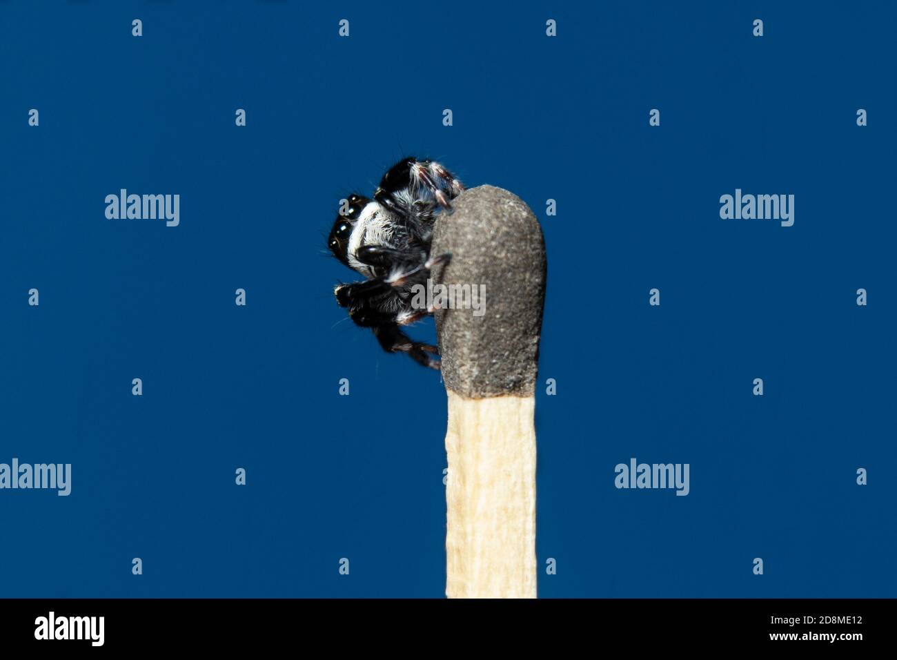 black & white jumping spider in match stick Stock Photo - Alamy