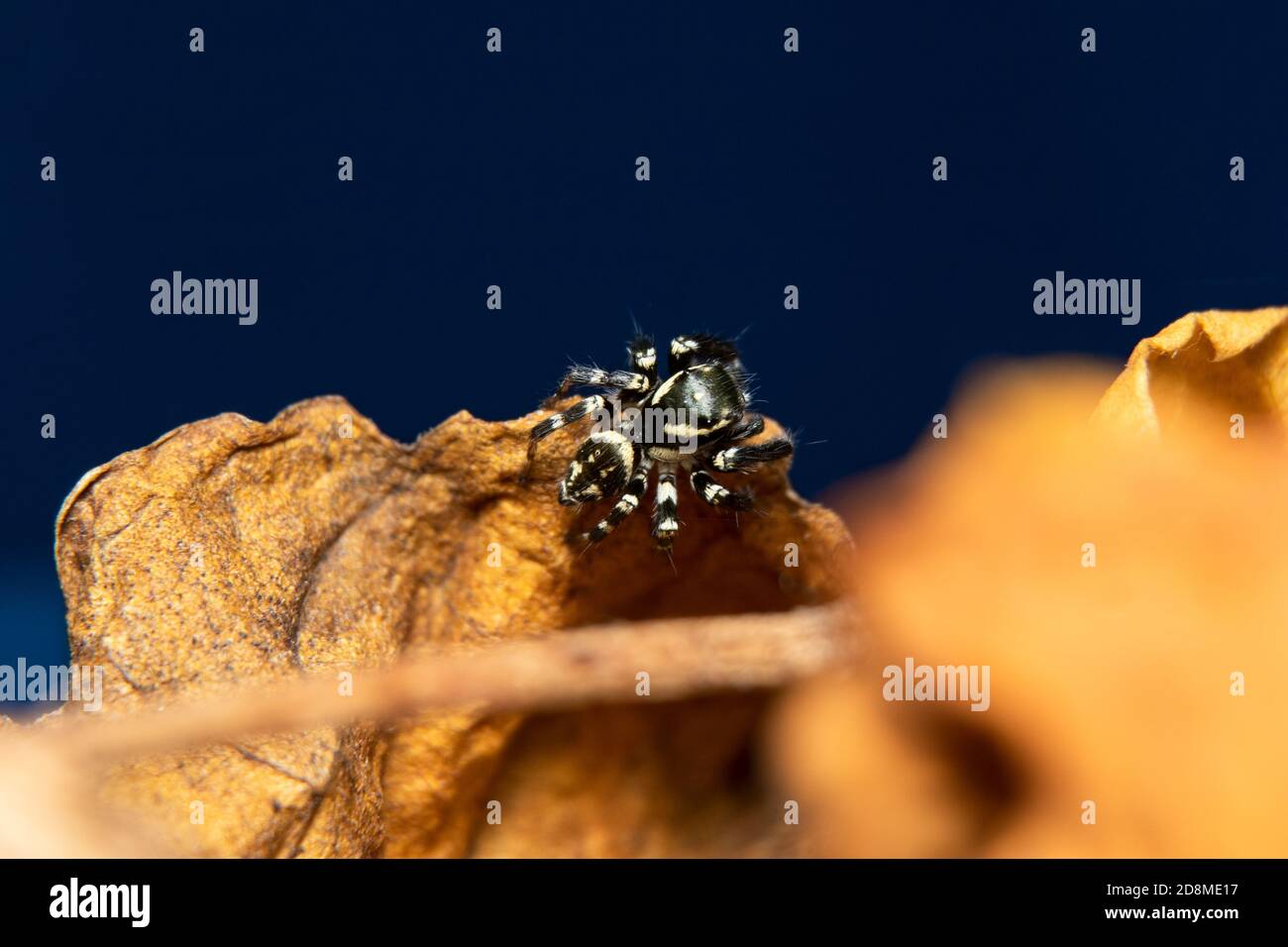 black & white jumping spider Stock Photo - Alamy