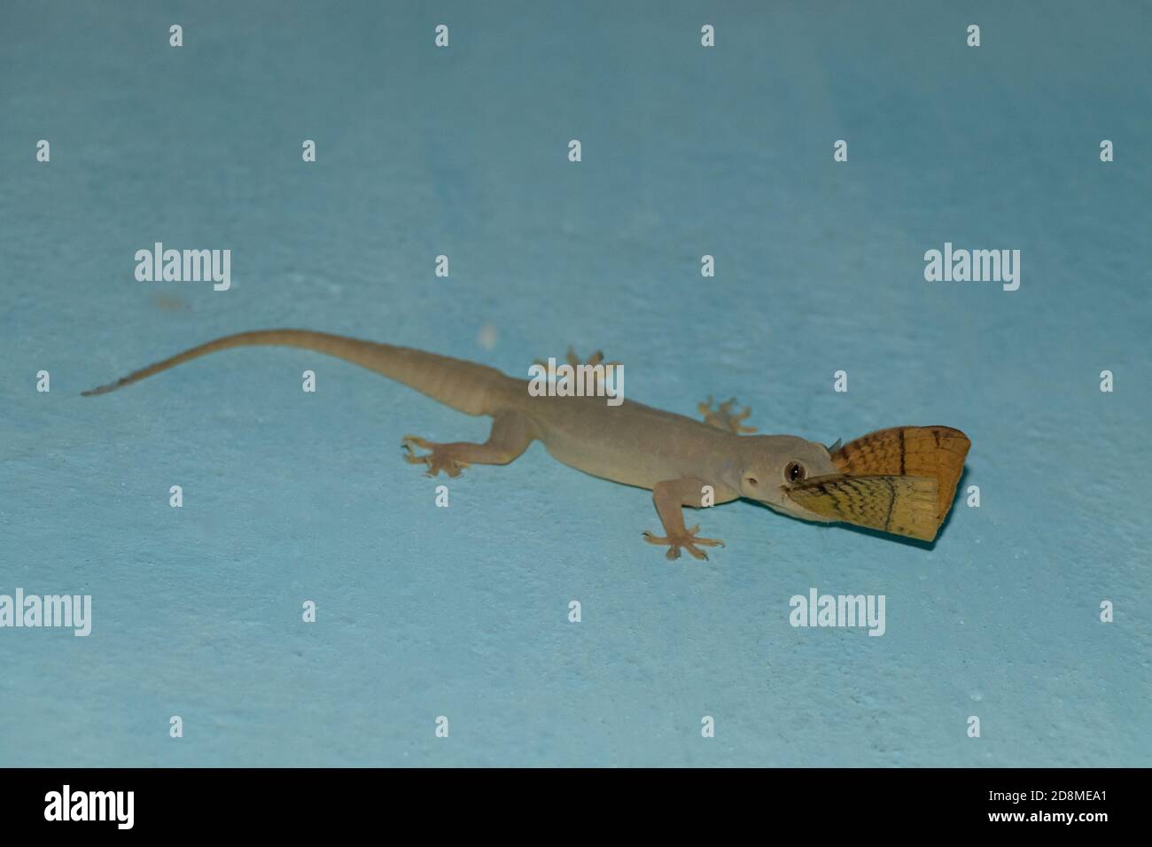 indian house lizard eat moth Stock Photo Alamy