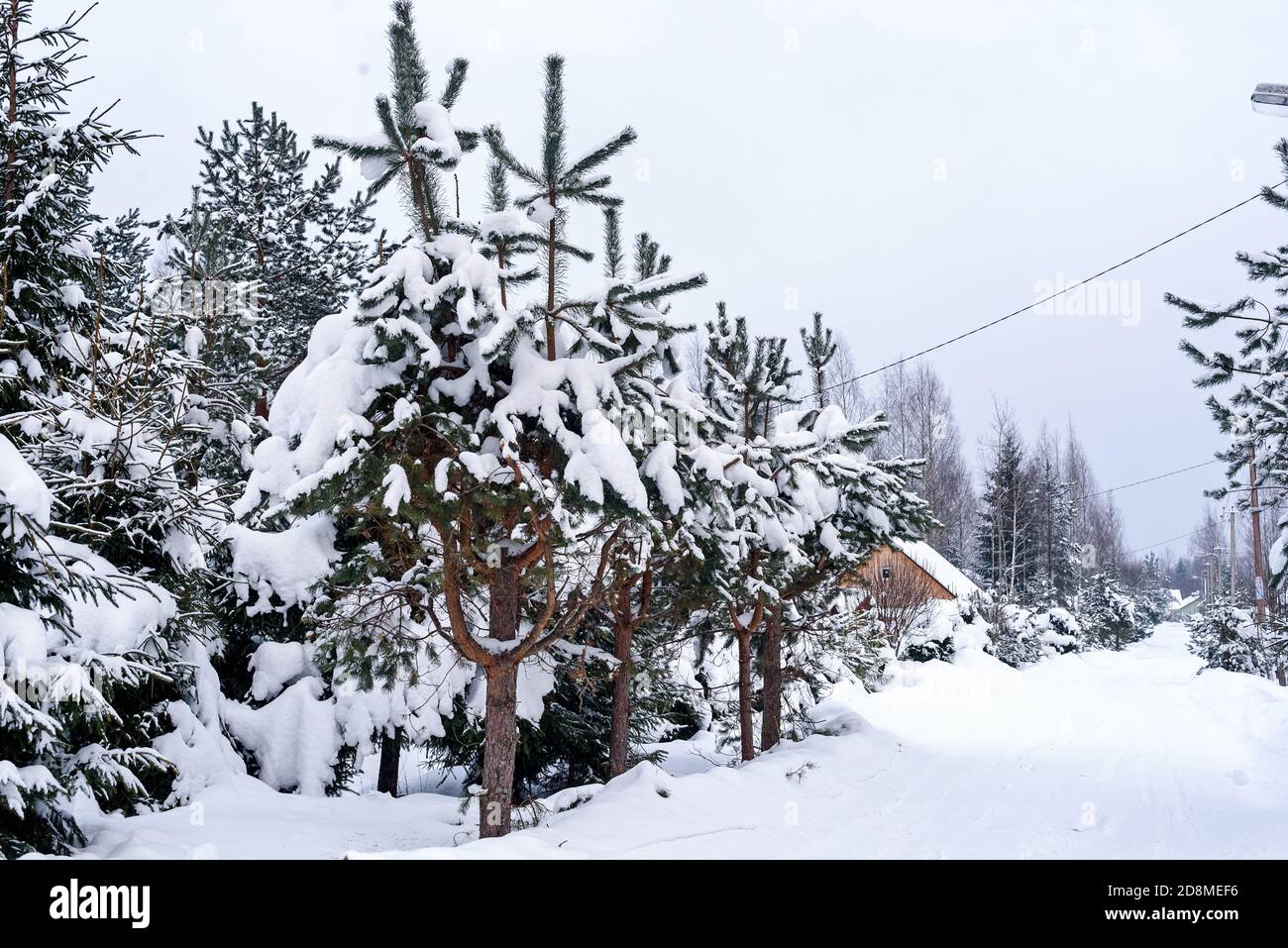 Fir tree winter snow cover hi-res stock photography and images - Alamy