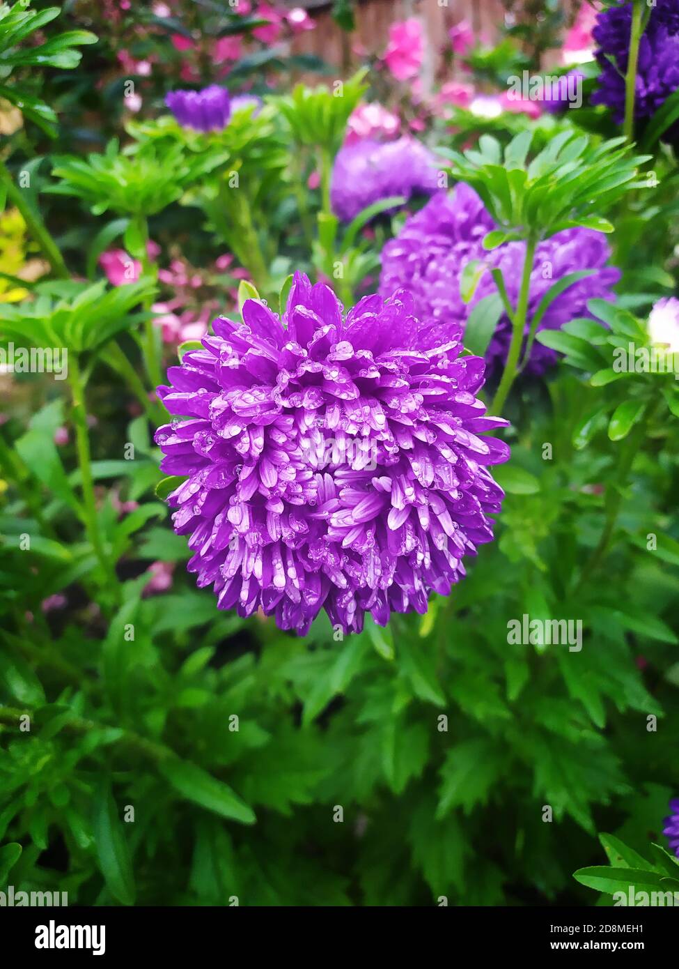 Beautiful purple asters as on a flower bed. Wallpaper with asters, asters in summer. Stock Photo
