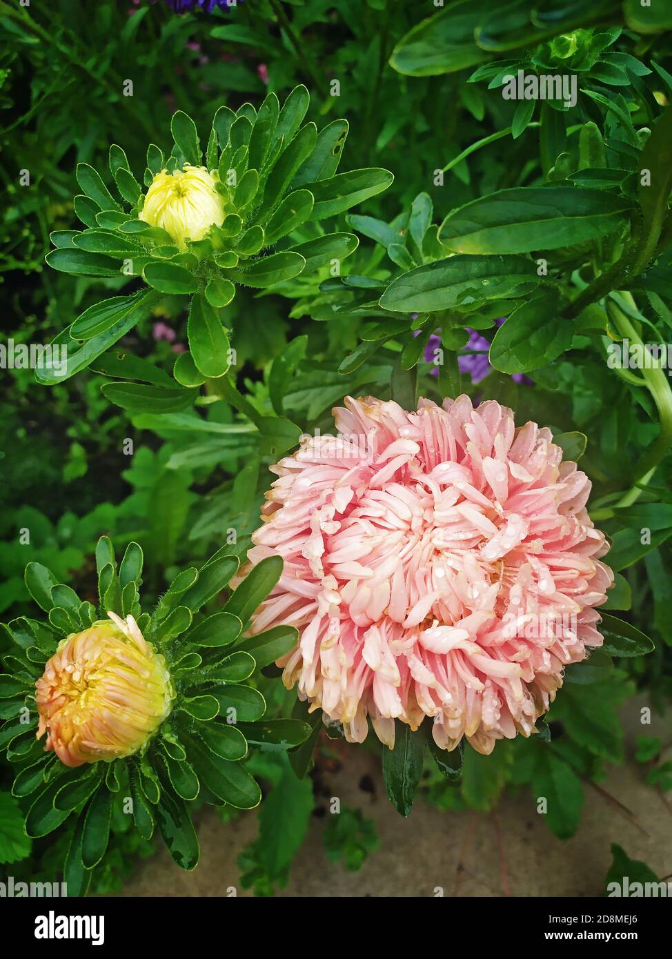 Beautiful pink chrysanthemum as a background picture. Wallpaper with chrysanthemums, chrysanthemums in summer. Stock Photo