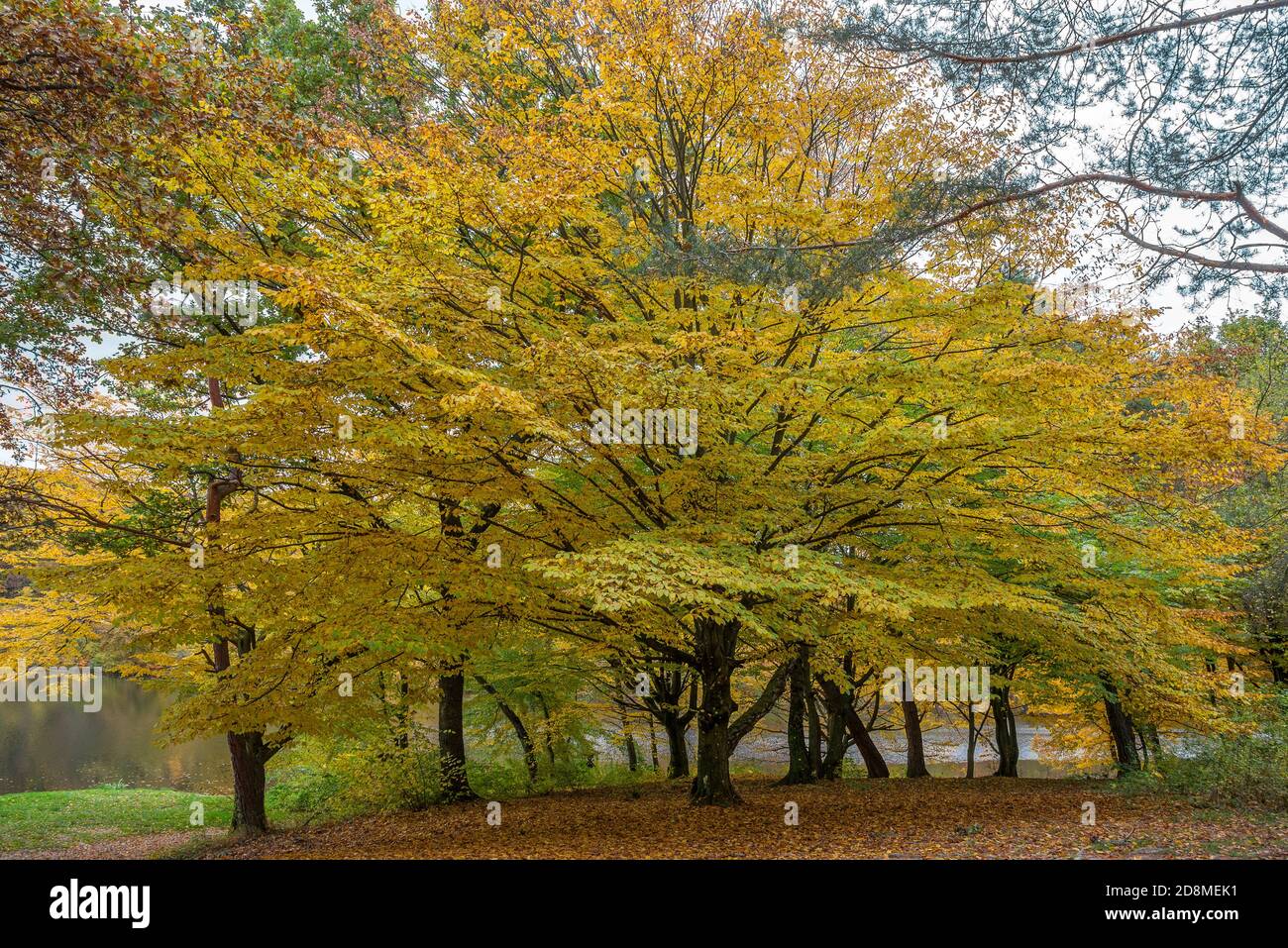 Autumn landscape with colorful forest and a lake Stock Photo - Alamy