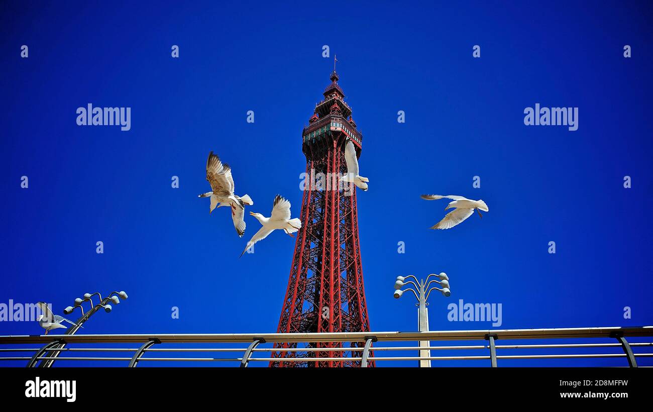 Seagulls flying in front of Blackpool Tower Stock Photo