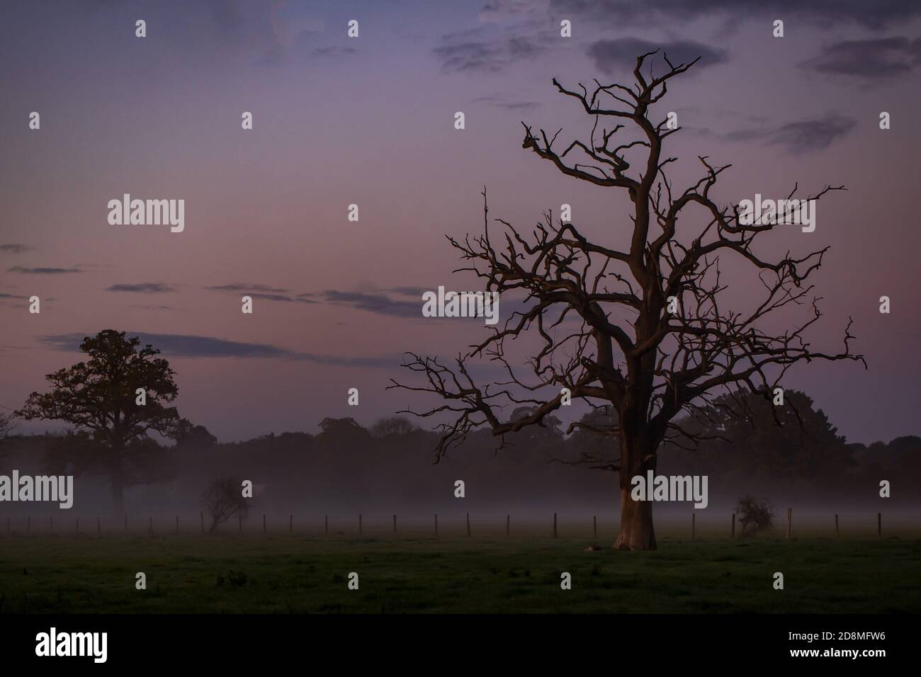 Atmospheric tree Stock Photo