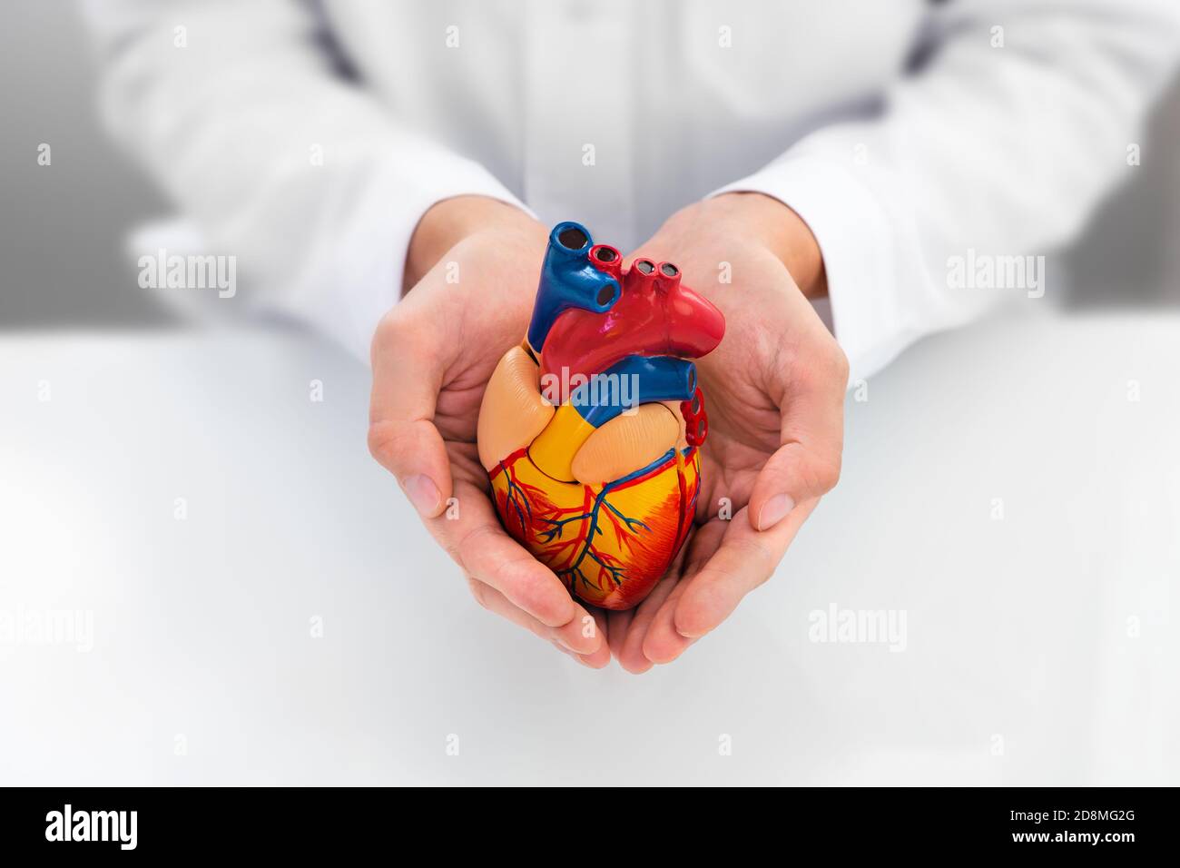 doctor showing support for heart and cardiac health. Anatomical model of the heart in hands of cardiologist. Heart attacks and medical treatment Stock Photo