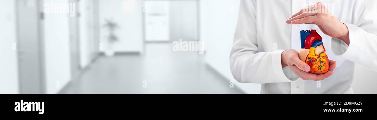 Cardiologist wear medical coat holding a model heart in his hands, over corridor hospital. Web banner, medical support for human cardiac health Stock Photo