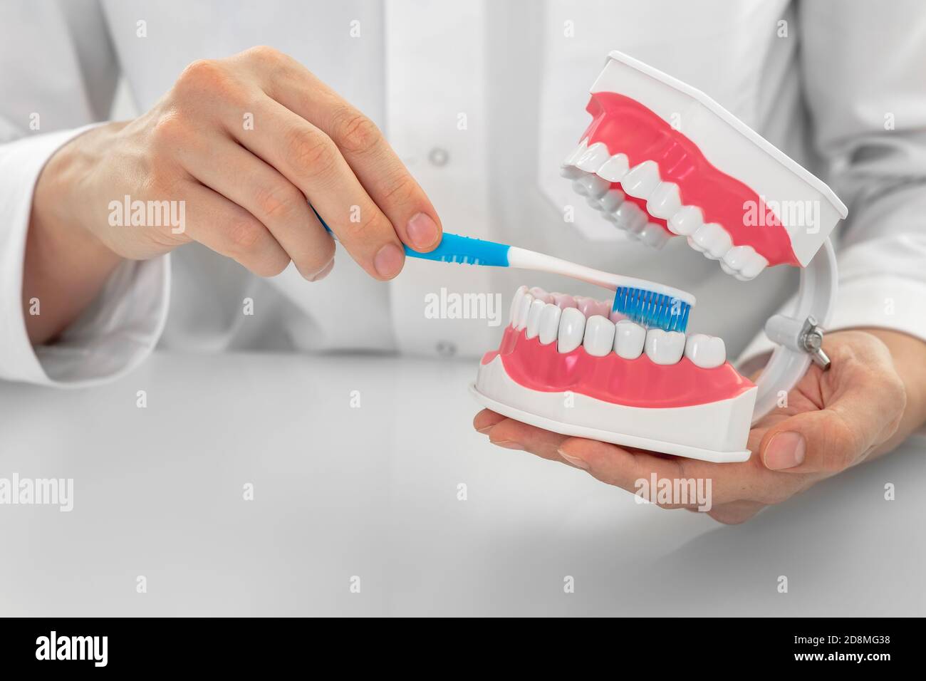 Dentist showing right way brushing teeth on anatomical tooth model. Aesthetic dentistry, prevention of dental and gum diseases. Close-up Stock Photo
