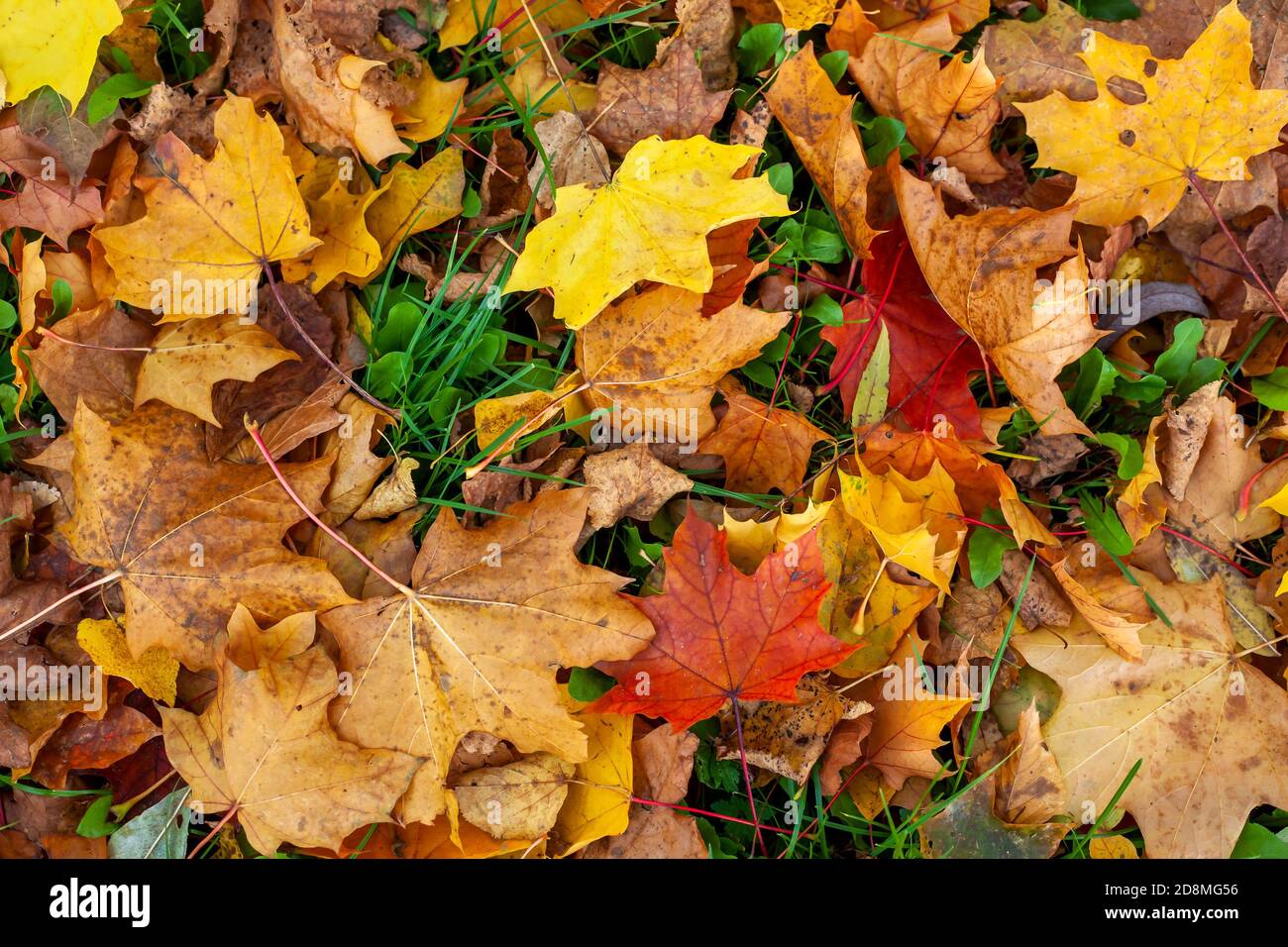 Top view of the colorful dry leaves of trees on the ground captured ...