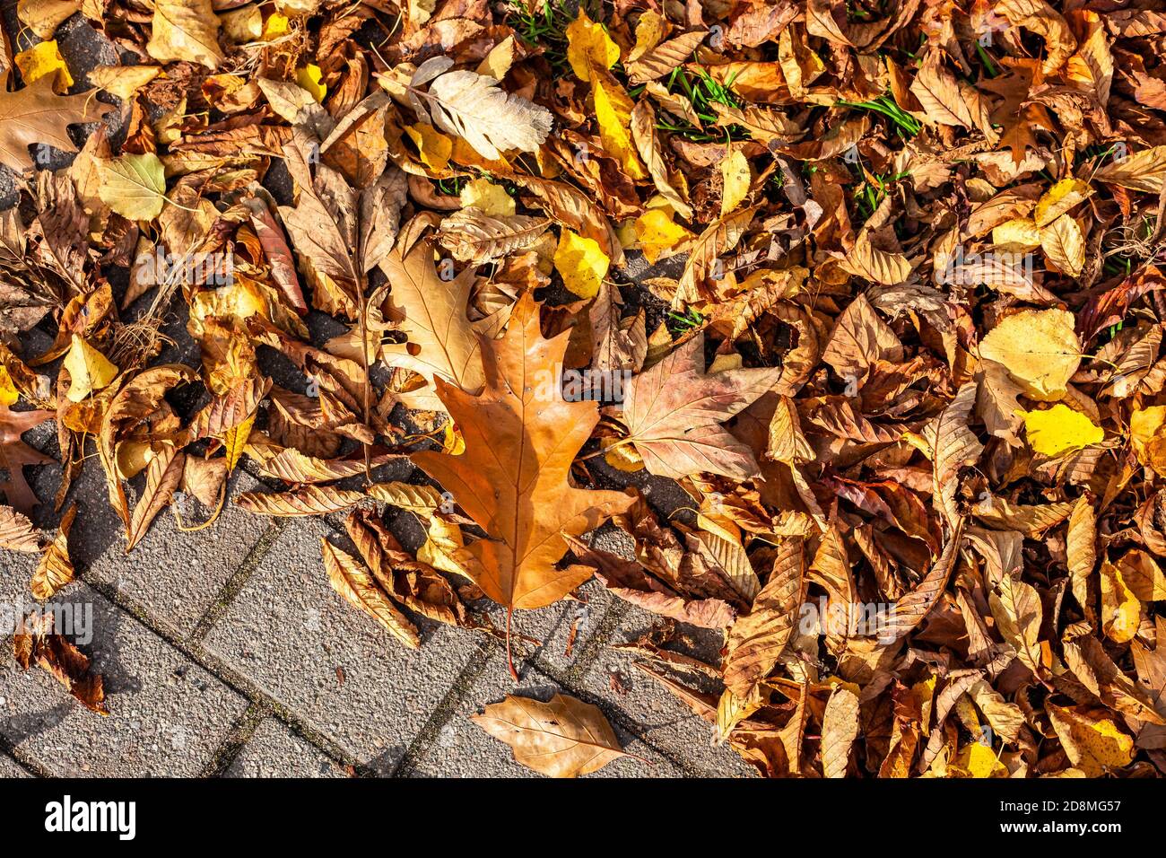 Top view of the colorful dry leaves of trees on the ground captured ...