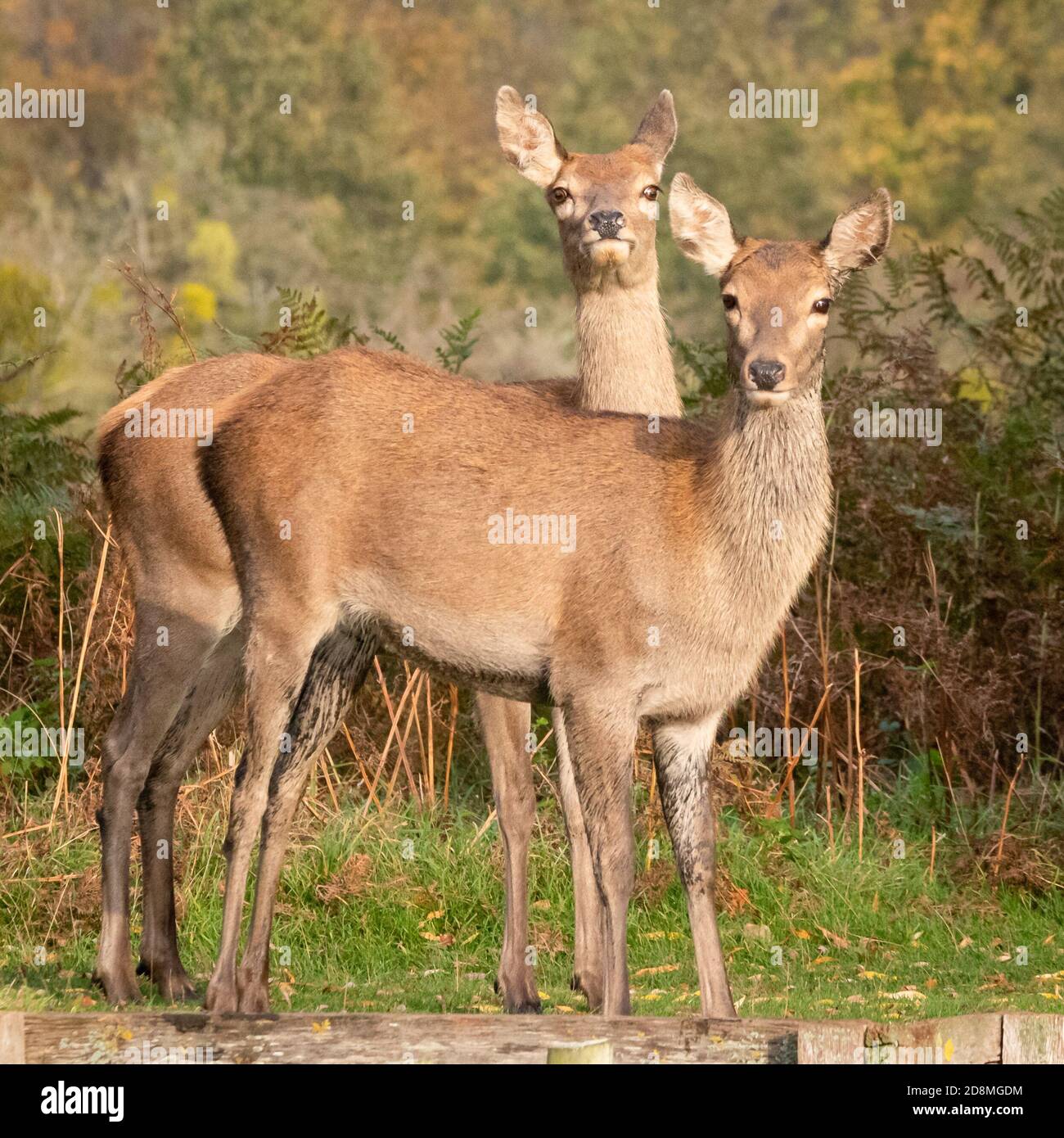 A pair of startled red deer hinds watch alertly on the edge of a stream in Bushy Park, West London Stock Photo
