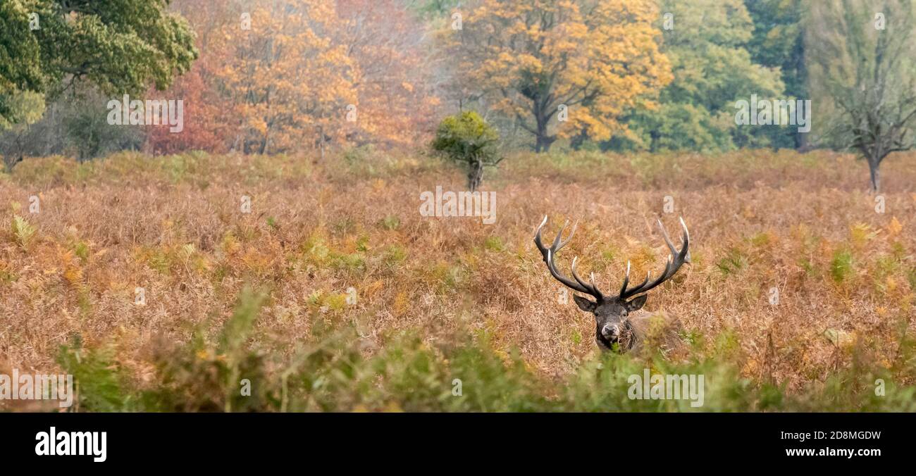 A muddy red deer stag lies in Autumnal bracken in Bushy Park, West London Stock Photo