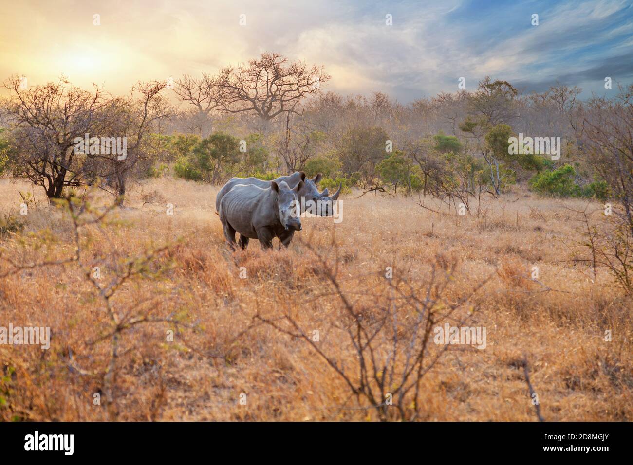 African white rhino sunset hi-res stock photography and images - Alamy