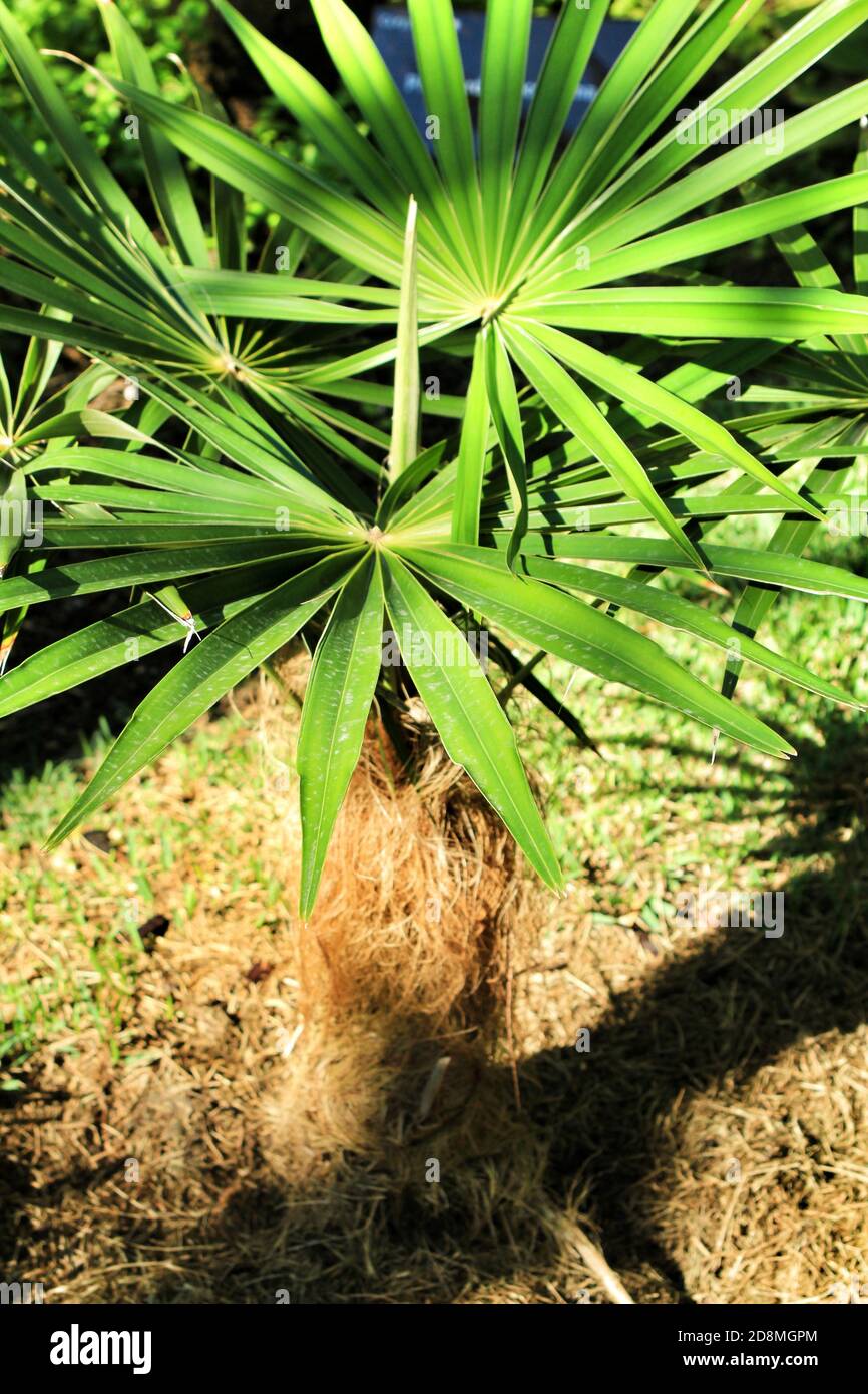 Beautiful Coccothrinax Crinita plant in the garden Stock Photo