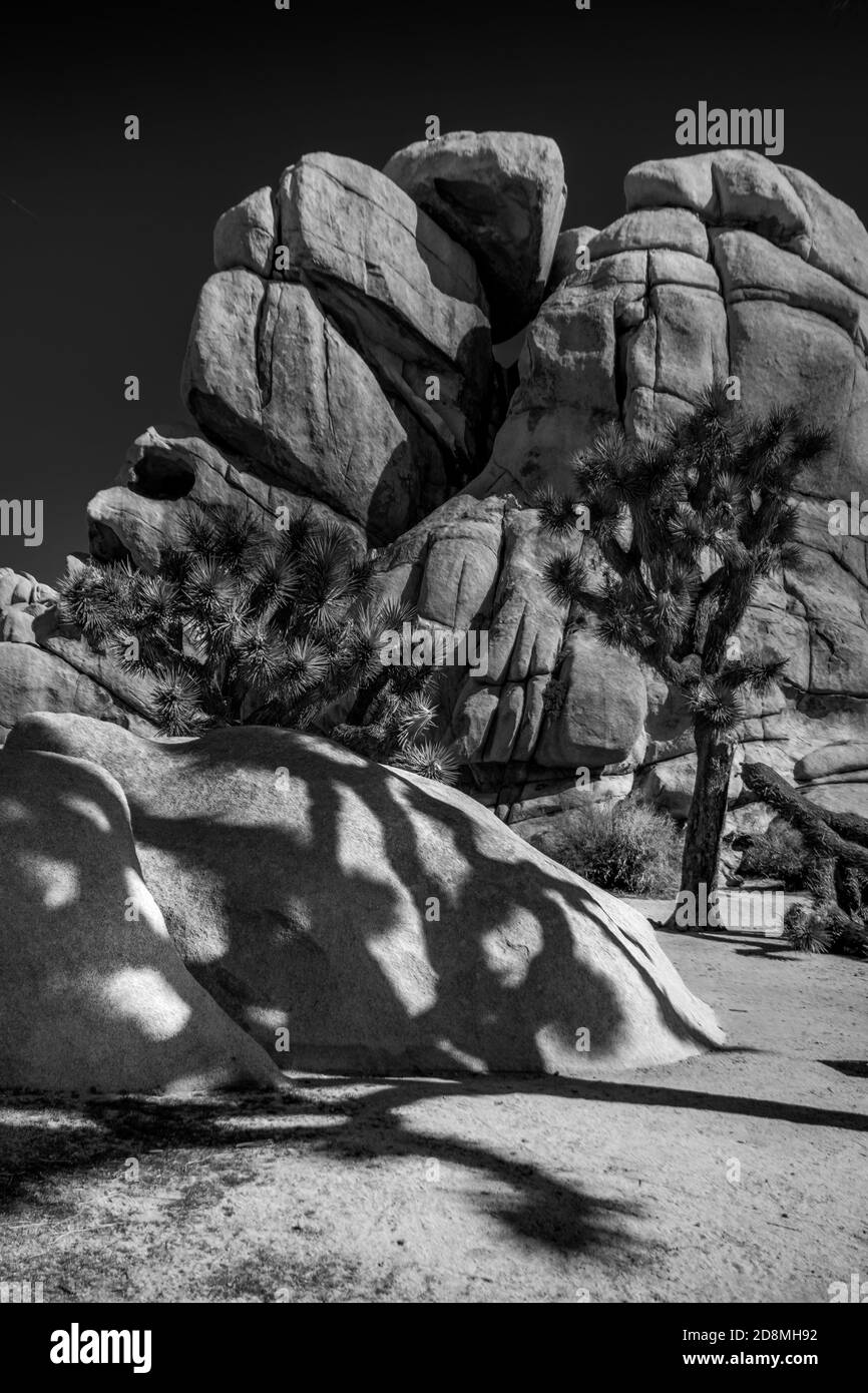 Joshua Tree National Perk in Black and White Stock Photo Alamy