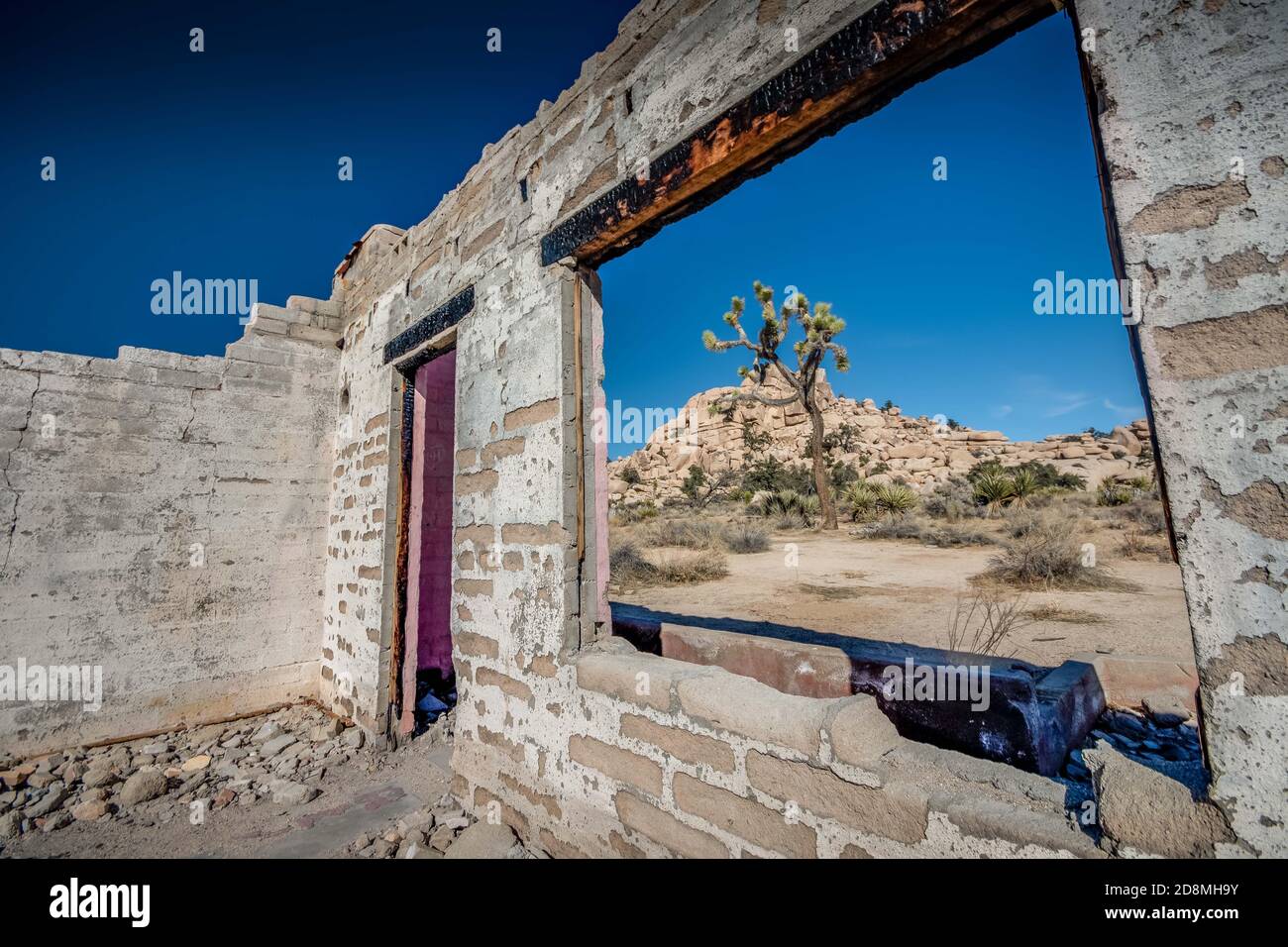 Joshua Tree framed in window of derelict house in Joshua Tree National