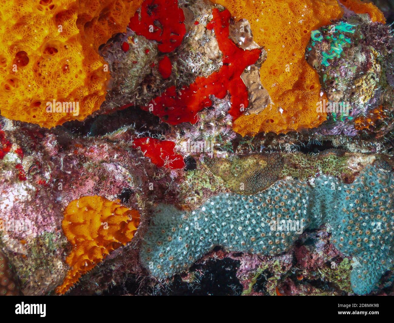 red,yellow, turret,encrusting sponge,Clathria oudekraalensis is a species of sea sponge Stock Photo