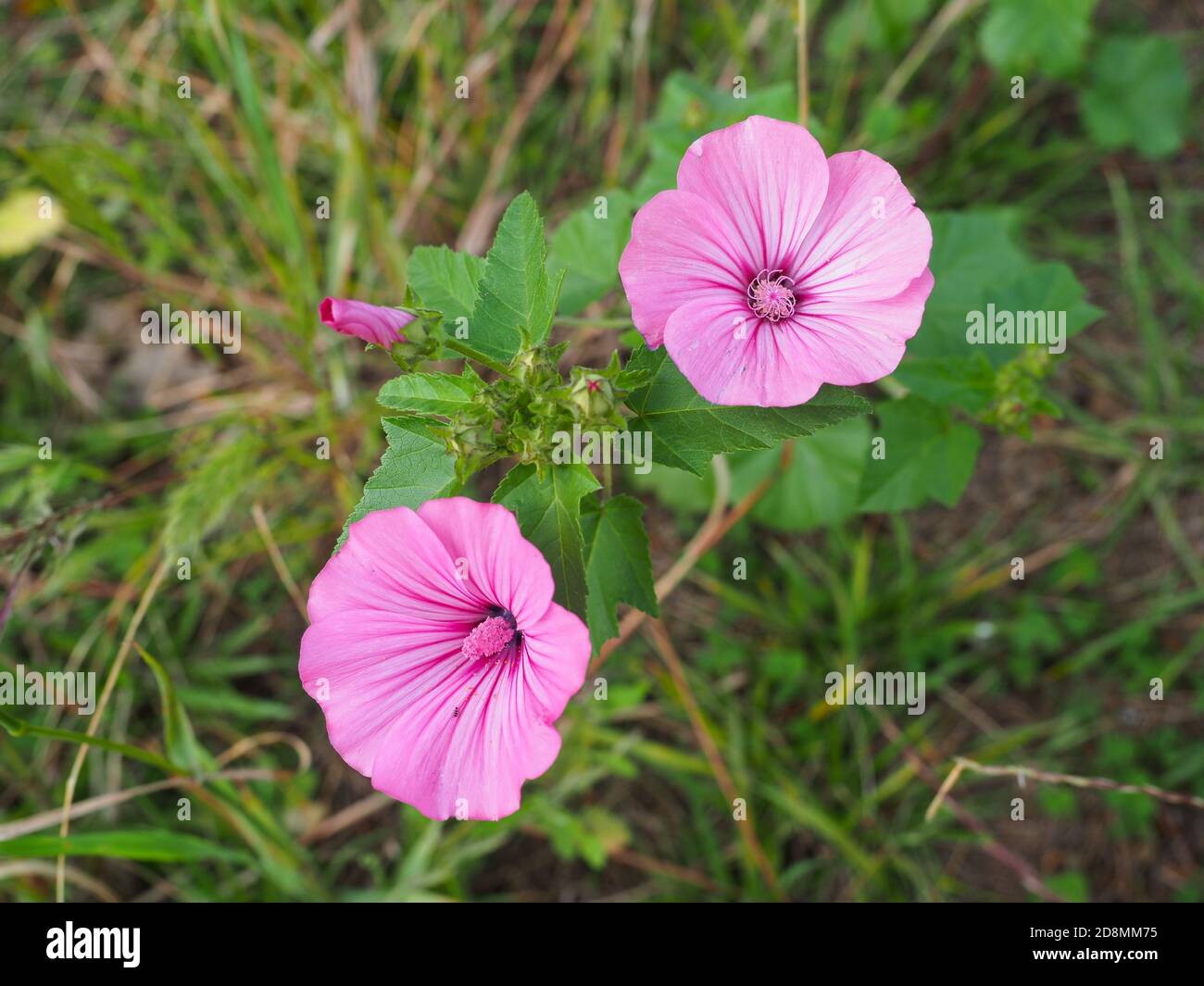 Lavatera or wild Mallow pink blossoms. Malva Sylvestris or Rose Hollyhock flower with bright pink veins is herbaceous plant in the family of Malvaceae Stock Photo
