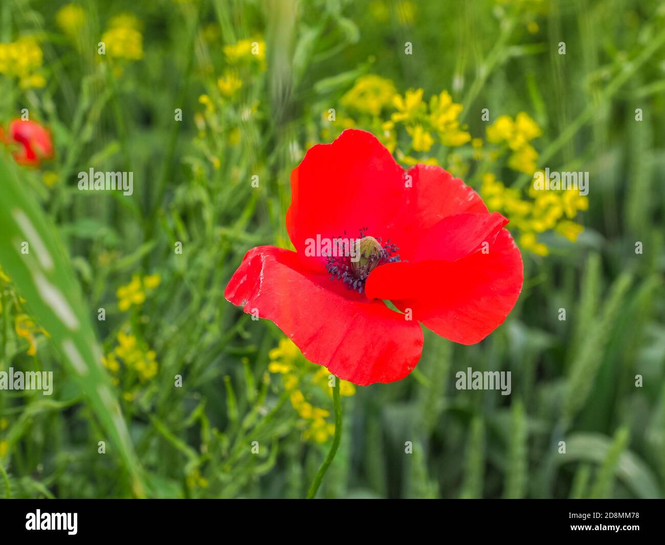 Bloom wild red poppy flower. Close up. Italy. Beautiful Poppies became a symbol of the memory of soldiers who died during the war. Papaveraceae family Stock Photo