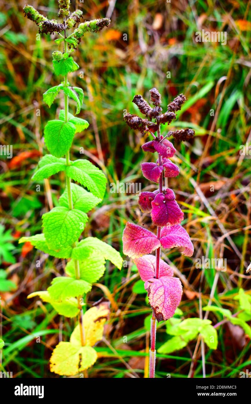 purple mint leaves Stock Photo Alamy