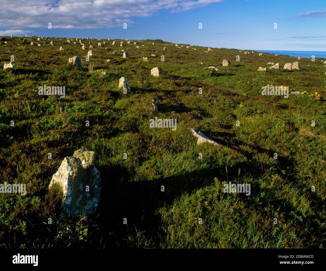 Looking NE uphill at Mid Clyth stone rows, Caithness, Scotland, UK: c 200 stones in 22+ rows forming 2 fan patterns running N-S on a S-facing slope. Stock Photo