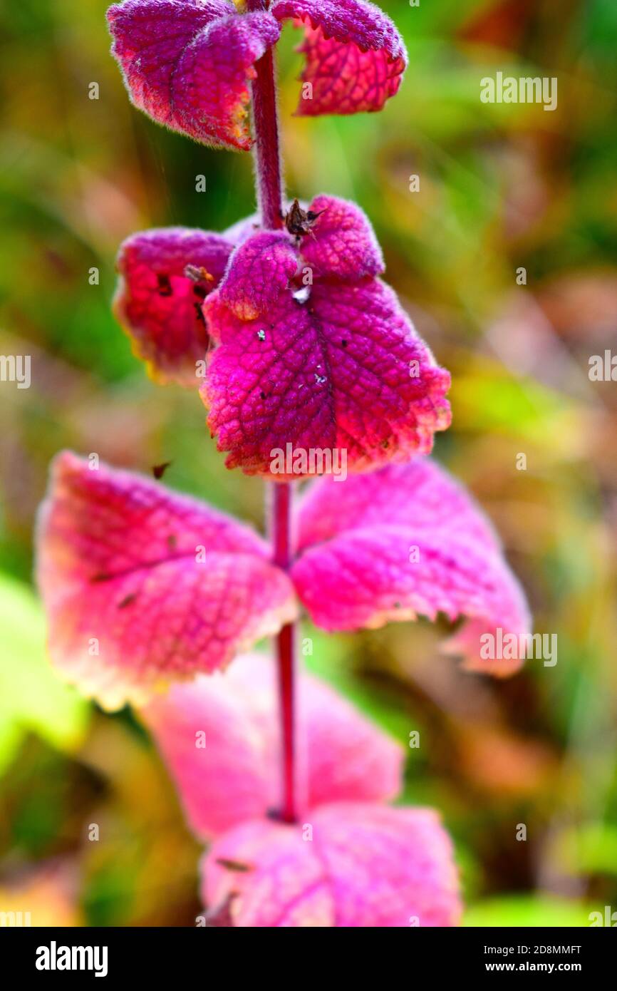 purple mint leaves Stock Photo Alamy