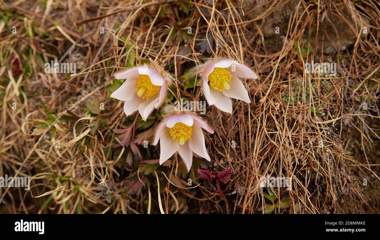 Beautiful white blooming alpine flower pulsatilla vernalis (spring pasqueflower, arctic violet, lady of the snows) on a meadow with withered grass. Stock Photo