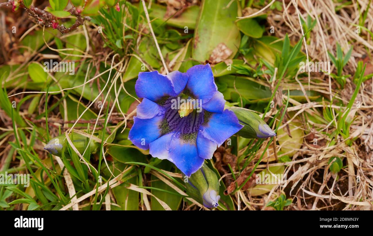 Closeup view beautiful single intensely blue colored gentiana flower with trumped shape on an alpine meadow in early summer in Montafon, Austria. Stock Photo