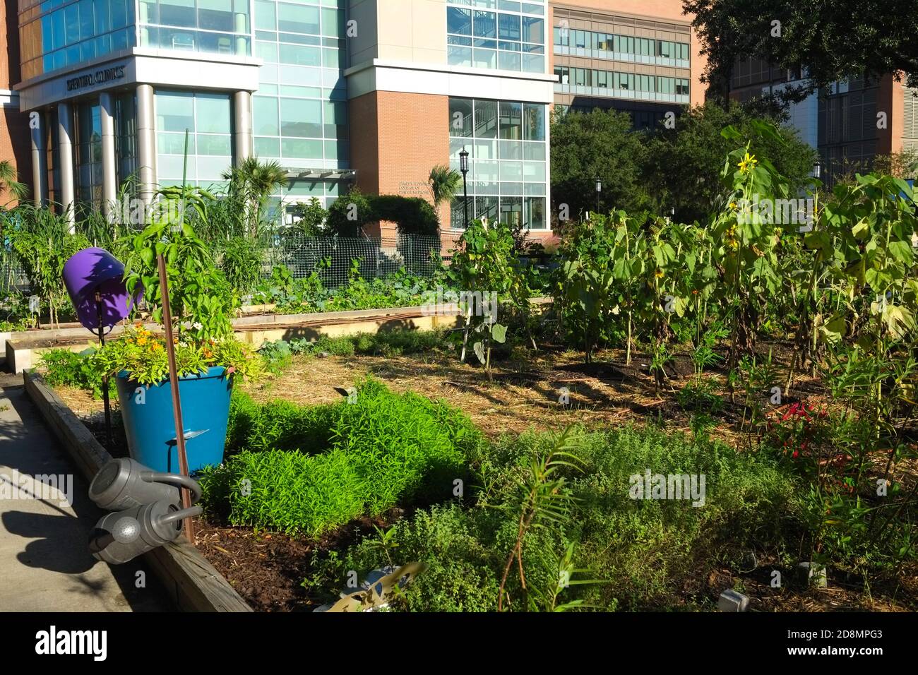 Urban Gardens with Crops of Vegetables, an Urban Farm, Oven and Chairs, Tables, with Flowers, Kale, Peppers, Mint, Sunflowers, Copper Piping of Water. Stock Photo