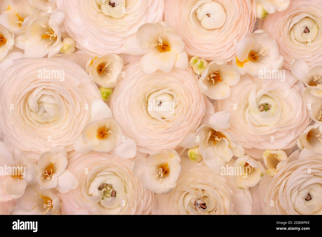 Light floral composition of natural fresh ranunculi and freesia in a pastel pink-cream colour. Stock Photo