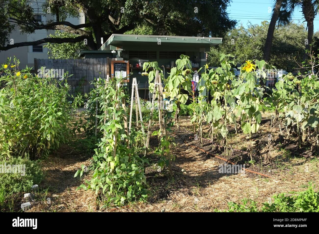 Urban Gardens with Crops of Vegetables, an Urban Farm, Oven and Chairs, Tables, with Flowers, Kale, Peppers, Mint, Sunflowers, Copper Piping of Water. Stock Photo