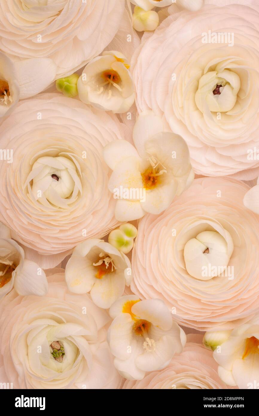 Light floral vertical composition of natural fresh ranunculi and freesia in a pastel pink-cream colour. Stock Photo