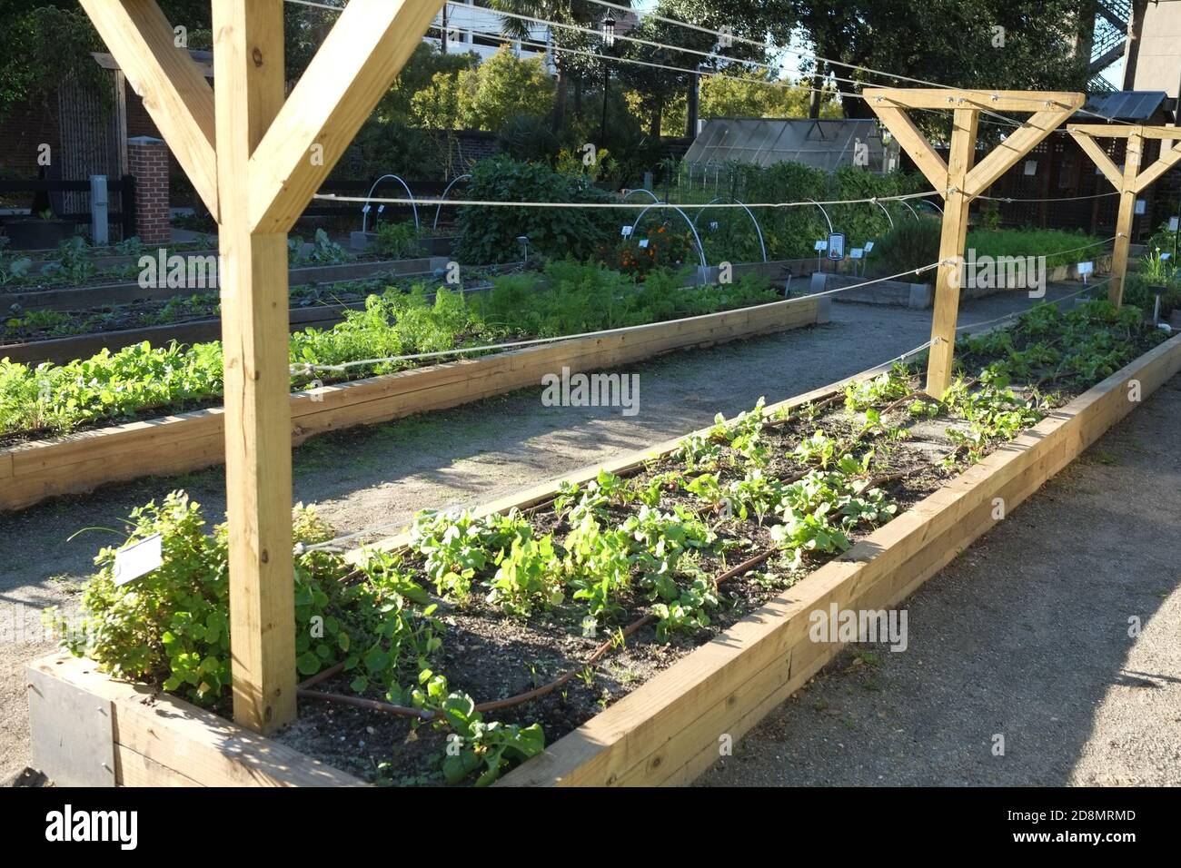 Urban Gardens with Crops of Vegetables, an Urban Farm, Oven and Chairs, Tables, with Flowers, Kale, Peppers, Mint, Sunflowers, Copper Piping of Water. Stock Photo