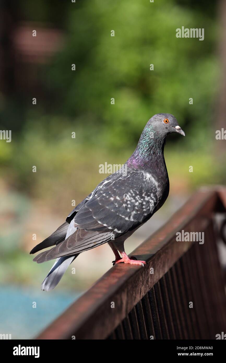 bluish-gray urban pigeon sits on the fence in a park on a blurred background Stock Photo