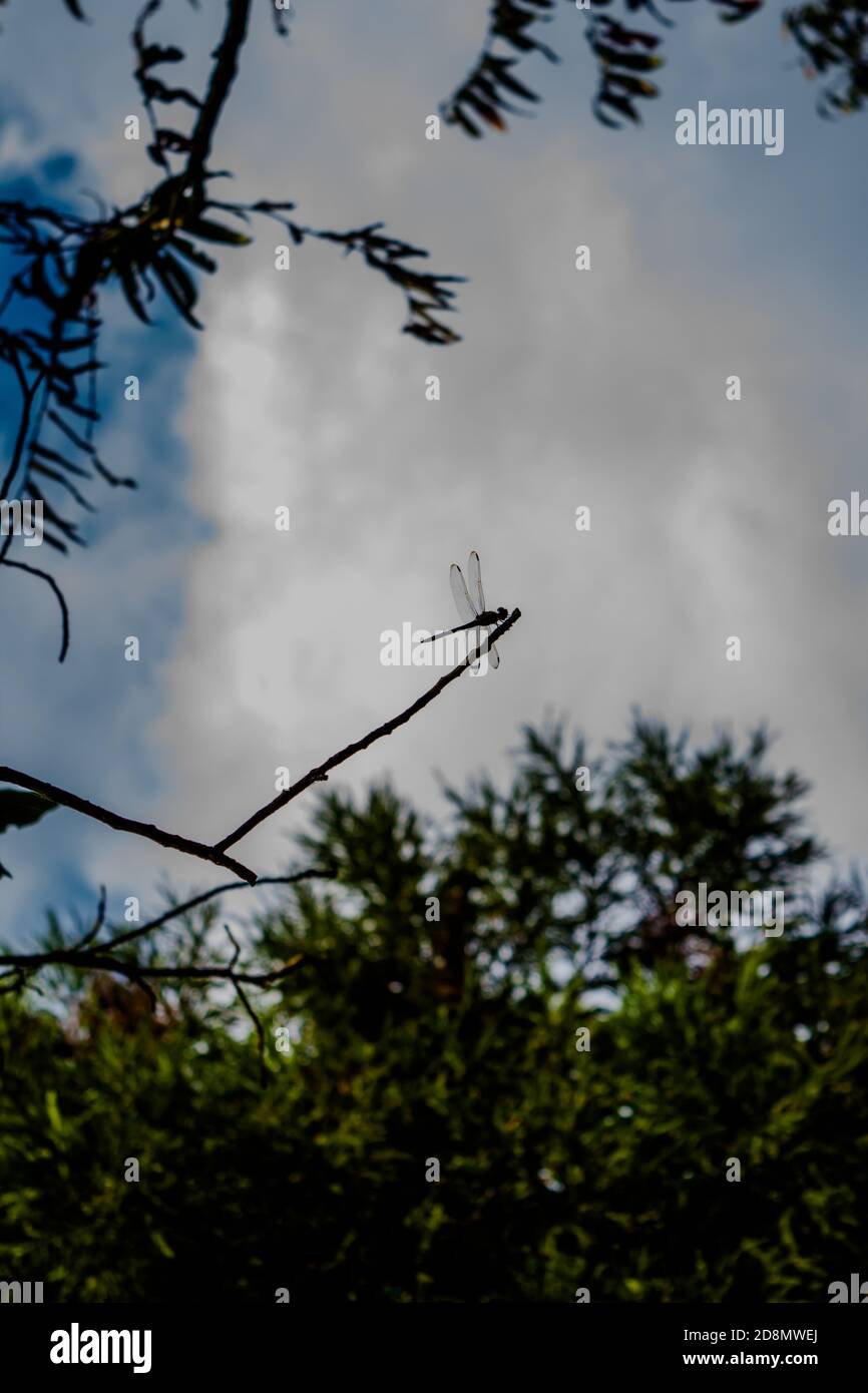 dradonfly silhouette and blue sky. Dragonfly is an insect belonging to the order Odonata, infraorder Anisoptera. Stock Photo