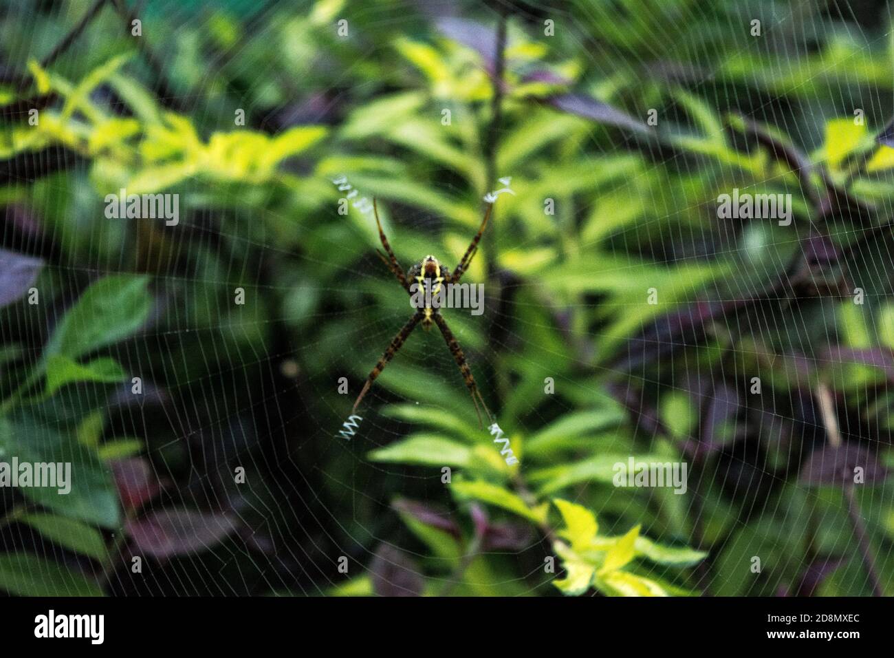 Close up macro shot of a Garden spider sitting on the spider web ...
