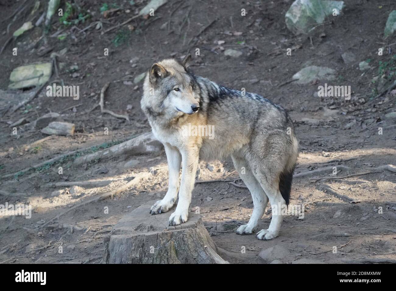 Timber Wolves in family group (pack) Stock Photo