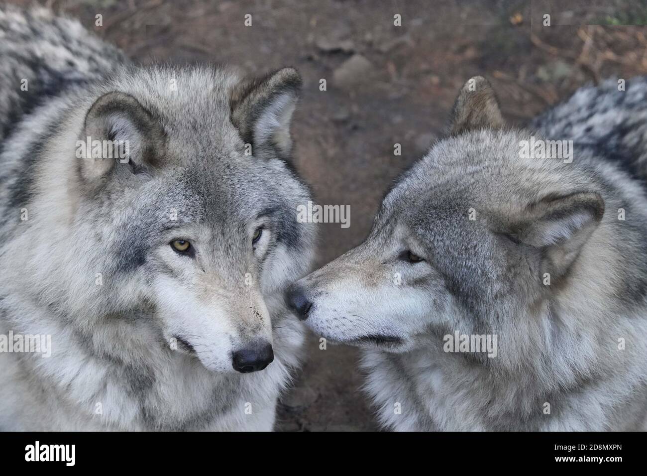 Timber Wolves in family group (pack Stock Photo - Alamy