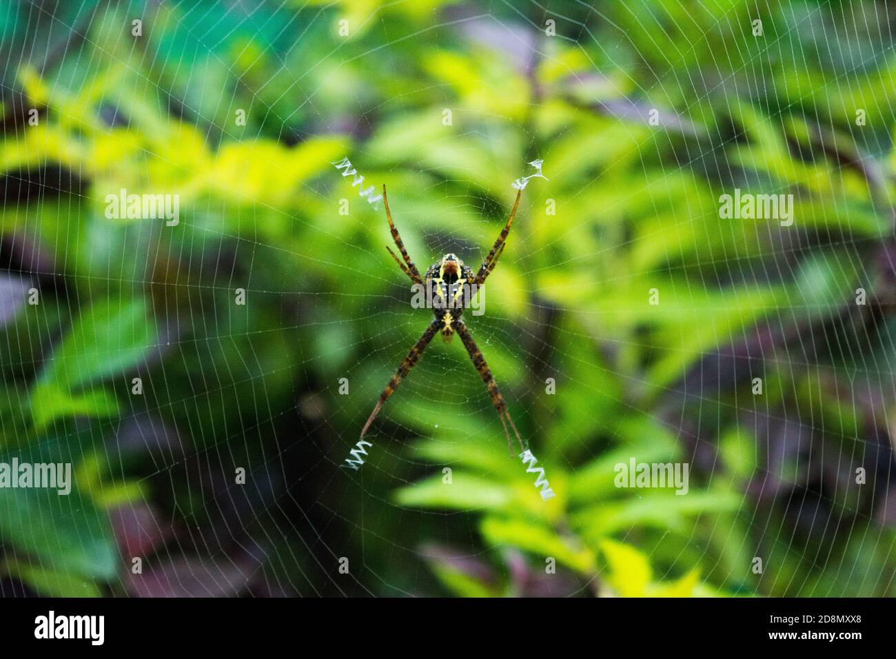 Close up macro shot of a Garden spider sitting on the spider web ...