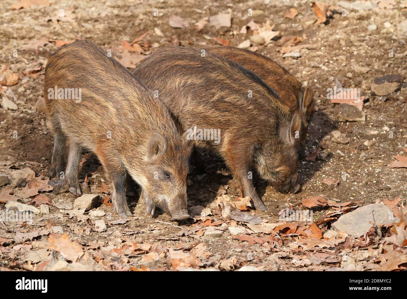 Pigs mating hires stock photography and images Alamy