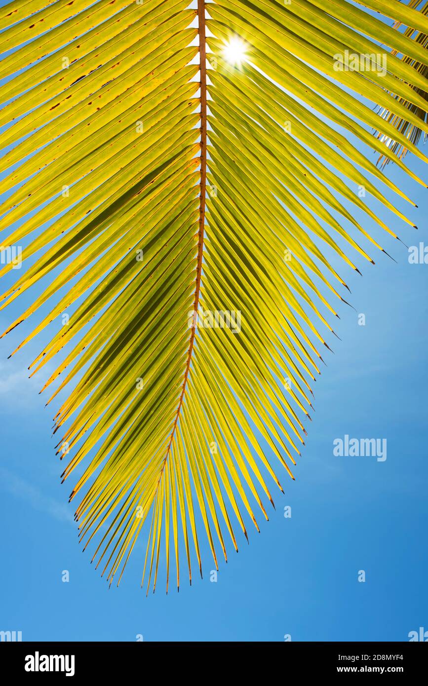 Detail of tropical palm leaf against blue sky. Close-up, vertical shot.  Coiba National Park, Panama, Central America Stock Photo