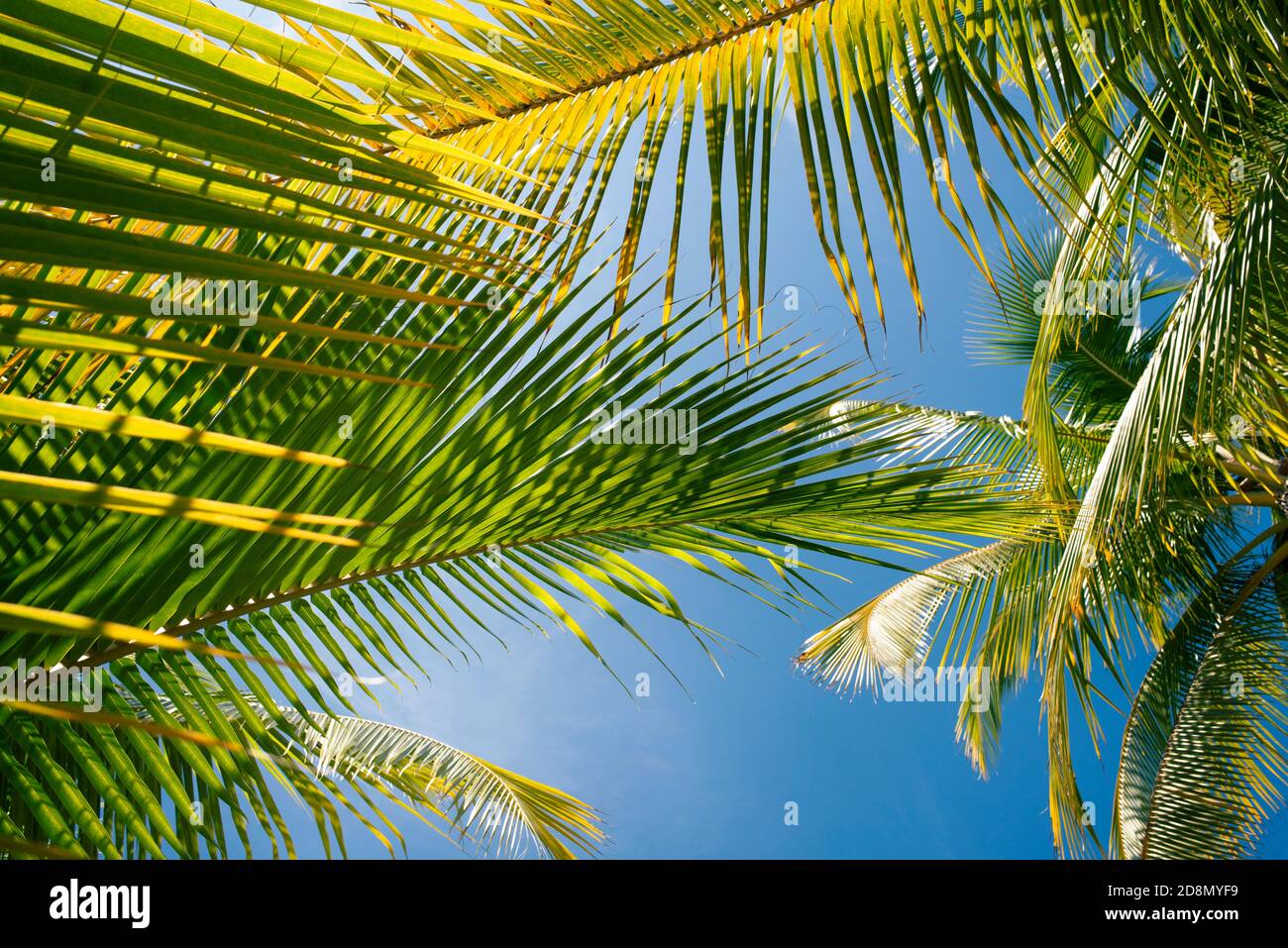 Close-up shot of sunlit, lush green tropical palm leaves. Natural, abstract background photo. Coiba National Park, Panama, Central America Stock Photo